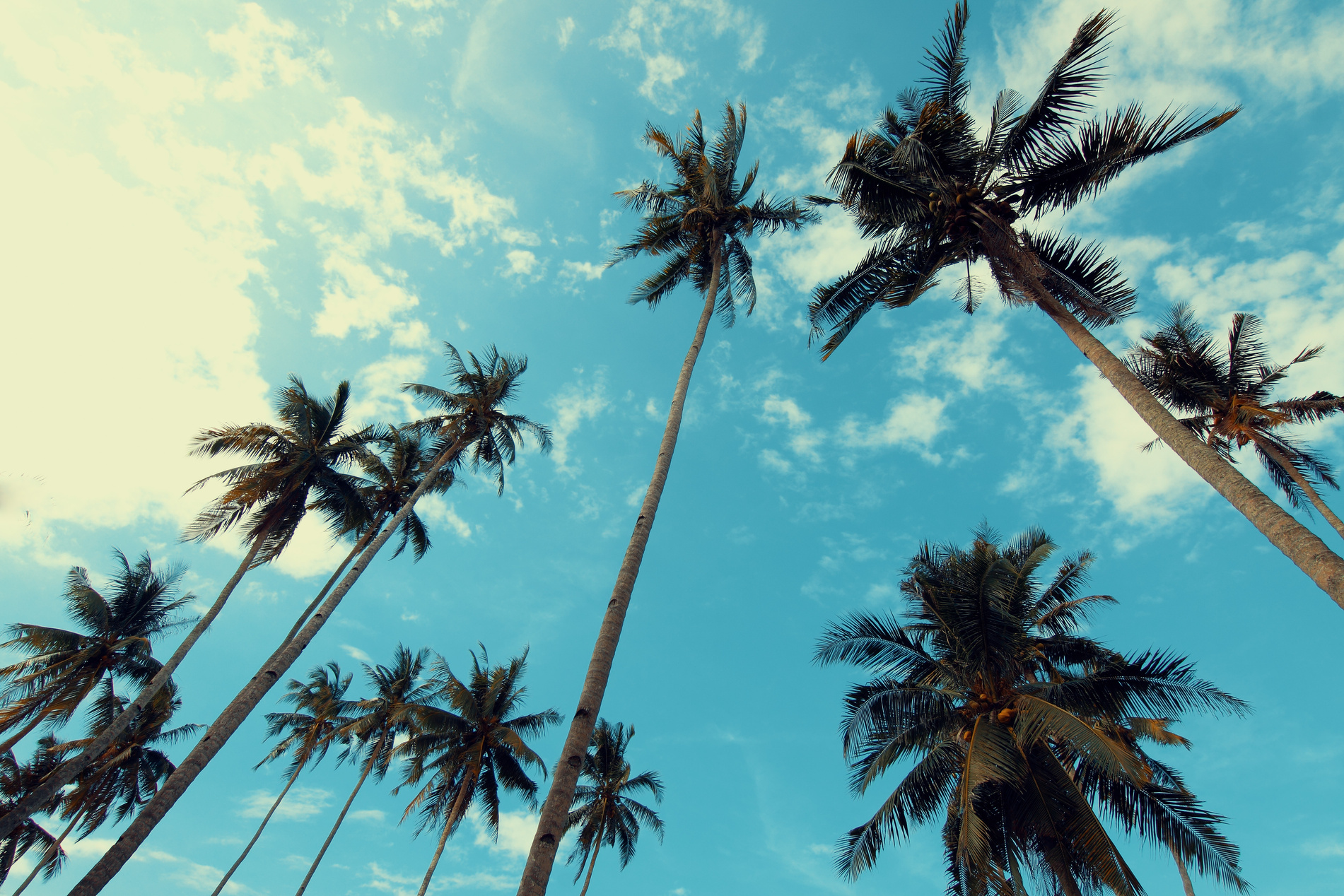 Palm Trees Under Blue Cloudy Sky