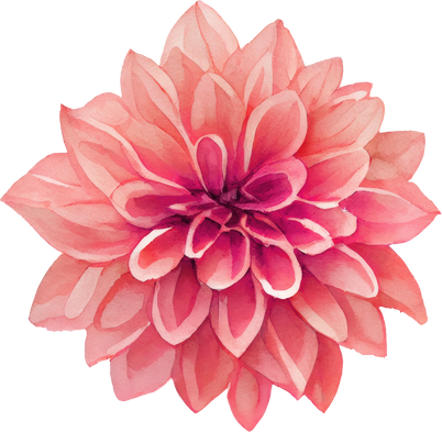 Pink Dahlia flower Watercolor