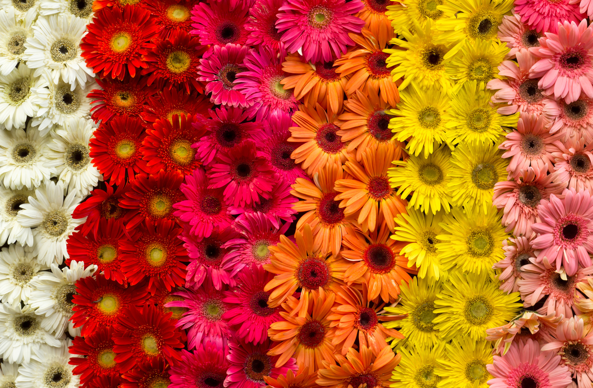 flower background