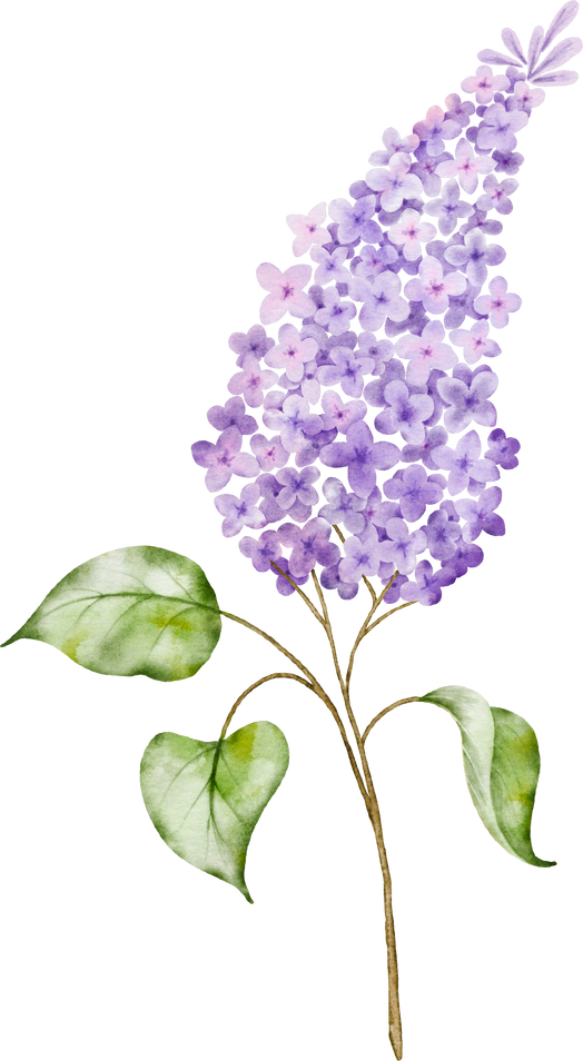 Lilac Bouquet Watercolor Element