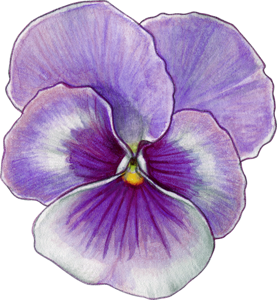 Watercolor Hand Drawn Pansy