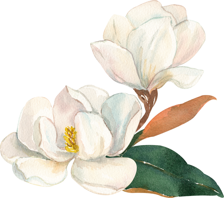 Watercolor white magnolias illustration